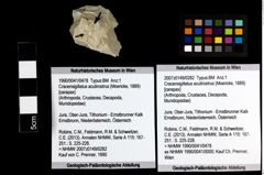 Foto (Objekt + Etiketten) von Cracensigillatus acutirostrus (Moericke, 1889) 